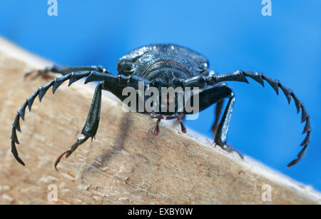 Il Capricorno beetle-Tanner (Prionus coriarius).(Prionus). Foto Stock