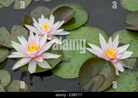 Tre rosa ninfee con foglie in gocce di pioggia Foto Stock