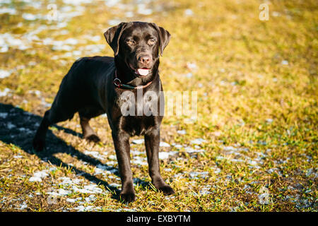 Bellissimo cane bruno Lab Labrador Retriever di stare all'aperto in primavera Foto Stock