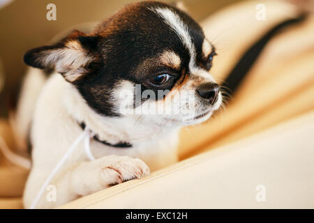 Chihuahua cane, 1,5 anni, seduta su di un letto di pet Foto Stock