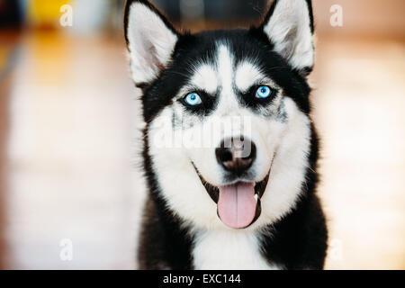 In prossimità della testa di giovani felici Husky cucciolo di cane eschimese con gli occhi blu Foto Stock