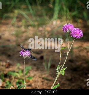 Tre fiori selvatici viola e due farfalle Foto Stock