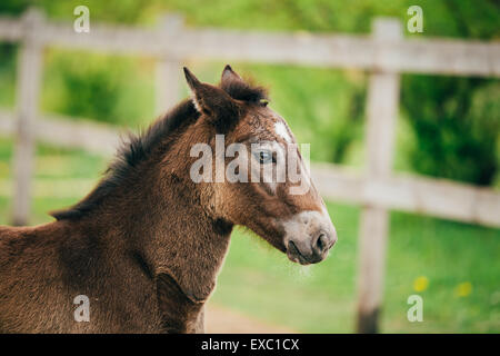 Close up ritratto di Brown puledro giovane cavallo. Tonica Instant Photo Foto Stock