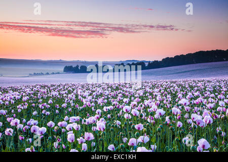 Campo di coltivare papaveri bianchi vicino Rockley nel Wiltshire. Foto Stock