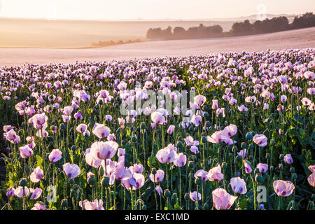 Campo di coltivare papaveri bianchi vicino Rockley nel Wiltshire. Foto Stock