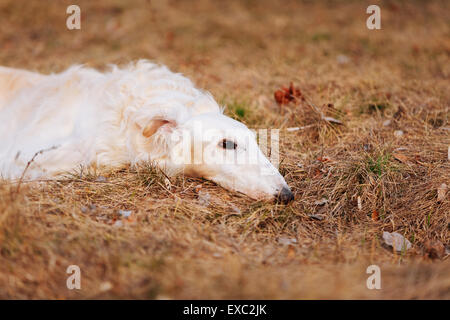 White Russian Wolfhound cane, cane, Russo caccia, Sighthound, Russkaya Psovaya Borzaya, Psovoi. Primavera / Autunno tempo, all'aperto Foto Stock