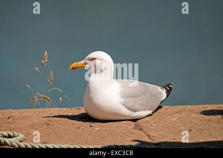 Aringa gabbiano sulla parete del porto Foto Stock