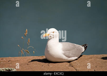 Aringa gabbiano sulla parete del porto Foto Stock