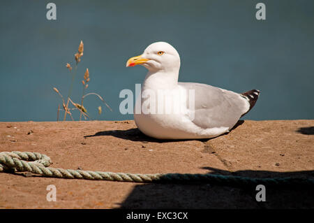 Aringa gabbiano sulla parete del porto Foto Stock