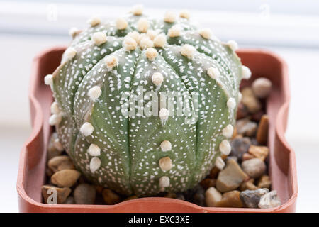 Vista dettagliata del cactus Astrophytum asterias crescente nella pentola Foto Stock