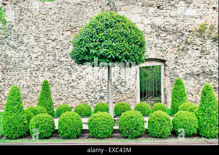 Una visualizzazione ordinata di topiaries contro un medievale muro di mattoni Foto Stock