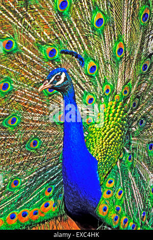 Indian Peacock maschio nel corteggiamento, primo piano Foto Stock