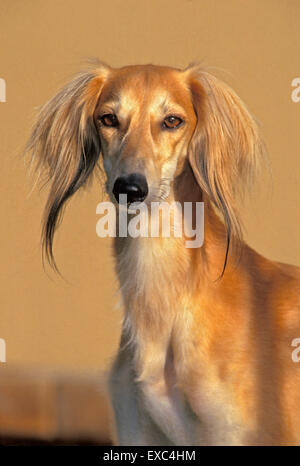 Bella Saluki cane o persiano Greyhound, maschio, ritratto Foto Stock