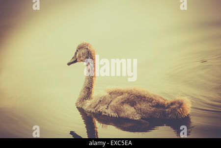 In stile retrò foto di baby swan galleggiante sull'acqua Foto Stock