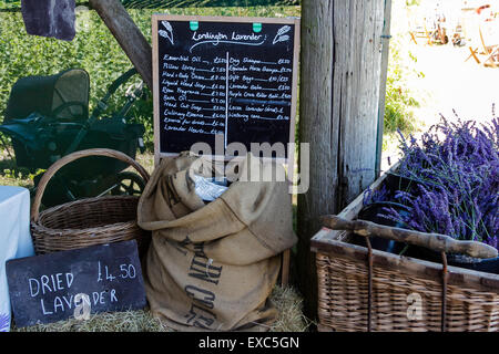 Lordington Fattoria di Lavanda, Lordington, Chichester, West Sussex, Regno Unito. 10 Luglio, 2015. I visitatori potranno gustarsi la lavanda su un Open Day un Foto Stock