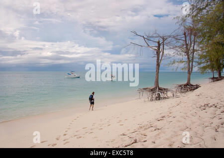 Due alberi sulle radici sono sulle rive sabbiose dell'Oceano Indiano, Denis Island, Oceano Indiano, Seicelle Foto Stock