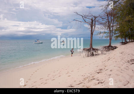 Due alberi sulle radici sono sulle rive sabbiose dell'Oceano Indiano, Denis Island, Oceano Indiano, Seicelle Foto Stock