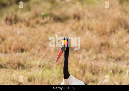 A sella fatturati stork (Ephippiorhynchus senegalensis) ritratto di close-up, il Masai Mara, Kenya Foto Stock