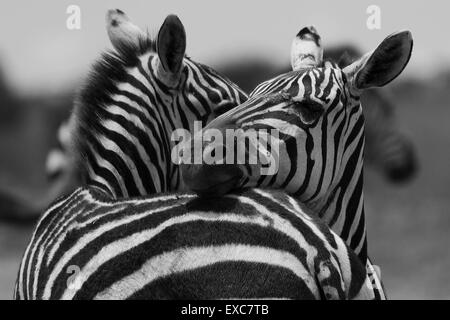 La Burchell comune abbracciando zebra, Equus burchelli - Kenya Foto Stock