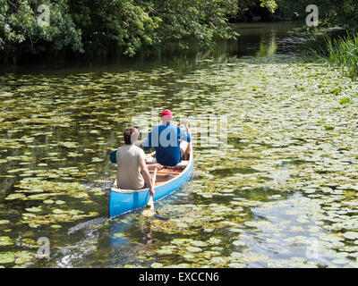 Dura andare: Due canoisti lotta attraverso i gigli ricoperta sul fiume Stour. Foto Stock