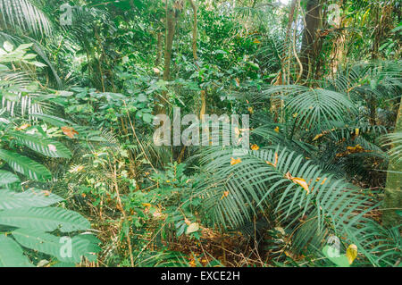 Foresta pluviale in Malaysia, la foto viene scattata a Pulau timan. Foto Stock