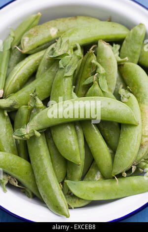 Pisum sativum var. macrocarpon. Appena raccolto zucchero piselli a scatto in un recipiente di smalto. Foto Stock