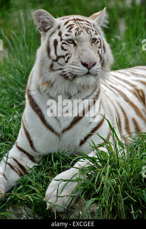 Tigre bianca del Bengala / Indian Tiger giacente in erba, ritratto Foto Stock