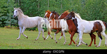 Grey Arabian Mare leader gruppo di giovani cavalli che corrono in pascolo Foto Stock