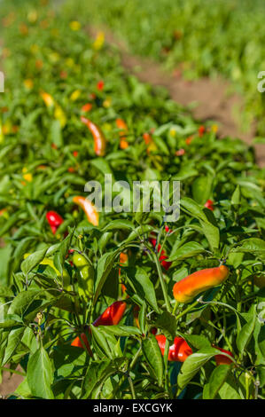Una lunga fila di caldo piante di pepe in un agriturismo Foto Stock