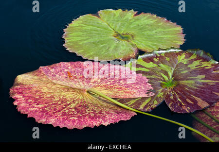 Colorate tropicali acqua Ninfee - Nymphaea Foto Stock