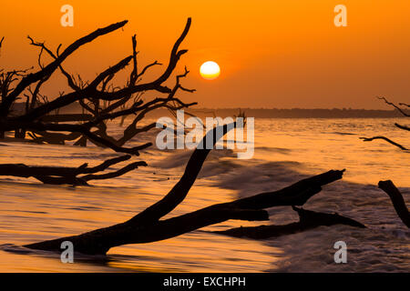 Alba sul cimitero in Spiaggia a Botany Bay Plantation Luglio 11, 2014 in Edisto Island, nella Carolina del Sud. Ogni anno 144.000 metri cubi di sabbia è lavato via con le onde sulla spiaggia e nearshore erodendo la foresta costiera lungo il fronte spiaggia. Foto Stock