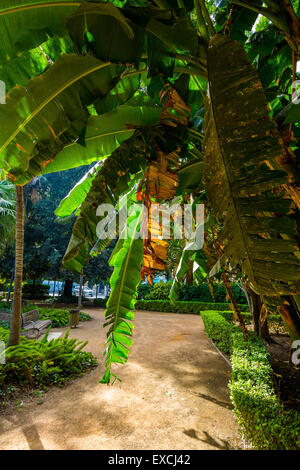 Sentieri per passeggiate attraverso i giardini del Parque de Malaga, Spagna Foto Stock