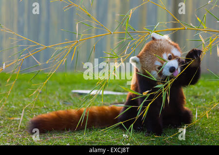 Il panda rosso o panda minore (Ailurus fulgens) Foto Stock