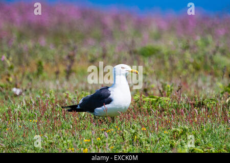 Un grande nero-backed Gull sull isola Skomer, Pembrokeshire Foto Stock