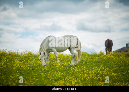 Nella foto il cavallo in un campo di fiori selvatici Winsford è una città e parrocchia civile nell'autorità unitaria di Cheshire West e Foto Stock