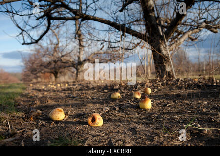 La scena Post che raccolto in una fattoria e frutteto in Wisconsin dopo una siccità estiva effettuata la stagione di colture. Foto Stock