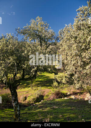 Foto di lecci, Quercus ilex, in una dehesa (pascolo). Sierra de Cardeña-Montoro parco naturale. Andalusia. Spagna. Foto Stock