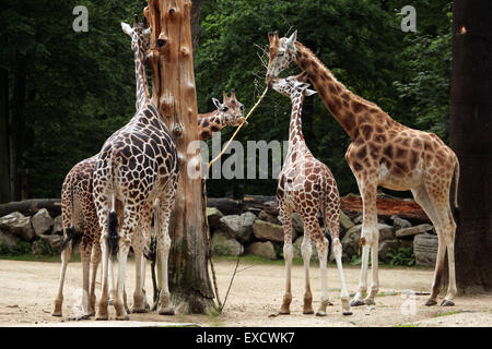 La Rothschild giraffe (Giraffa camelopardalis rothschildi) presso lo zoo di Liberec nella Boemia settentrionale, Repubblica Ceca. Foto Stock