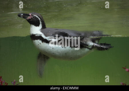 Pinguini Humboldt (Spheniscus Humboldti), noto anche come il cileno penguin presso lo zoo di Liberec nella Boemia settentrionale, Repubblica Ceca. Foto Stock