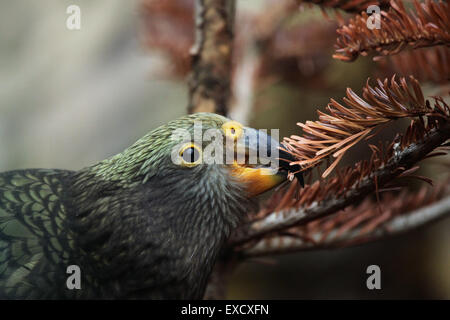 Kea (Nestor notabilis) presso lo zoo di Liberec nella Boemia settentrionale, Repubblica Ceca. Foto Stock