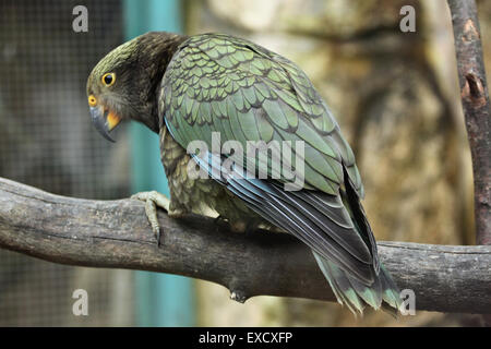 Kea (Nestor notabilis) presso lo zoo di Liberec nella Boemia settentrionale, Repubblica Ceca. Foto Stock