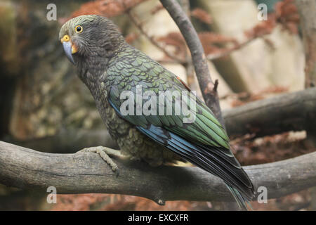 Kea (Nestor notabilis) presso lo zoo di Liberec nella Boemia settentrionale, Repubblica Ceca. Foto Stock