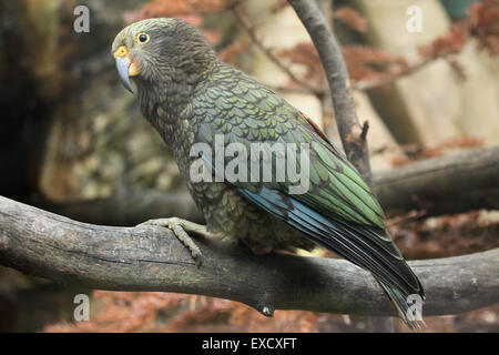 Kea (Nestor notabilis) presso lo zoo di Liberec nella Boemia settentrionale, Repubblica Ceca. Foto Stock