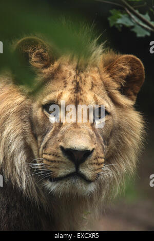 Barberia lion (Panthera leo leo), noto anche come Atlas lion allo zoo di Liberec nella Boemia settentrionale, Repubblica Ceca. Foto Stock