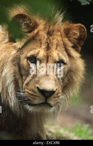 Barberia lion (Panthera leo leo), noto anche come Atlas lion allo zoo di Liberec nella Boemia settentrionale, Repubblica Ceca. Foto Stock