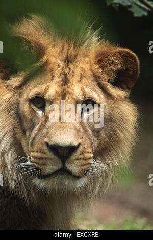 Barberia lion (Panthera leo leo), noto anche come Atlas lion allo zoo di Liberec nella Boemia settentrionale, Repubblica Ceca. Foto Stock