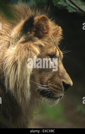 Barberia lion (Panthera leo leo), noto anche come Atlas lion allo zoo di Liberec nella Boemia settentrionale, Repubblica Ceca. Foto Stock