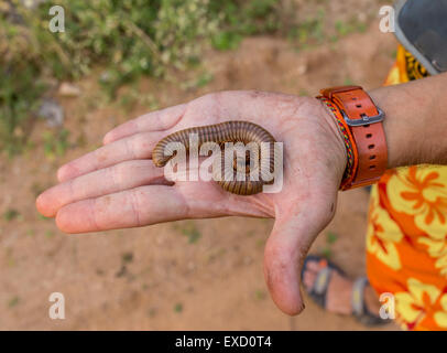 Immagine di grub worm nella mano umana. Foto Stock