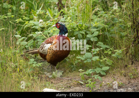 Un fagiano maschio (Phasianus colchicus) sul bordo del bosco Foto Stock