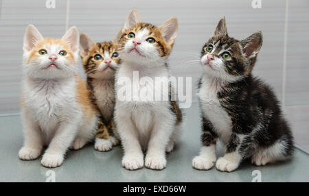 Ritratto di quattro piccoli gattini Foto Stock